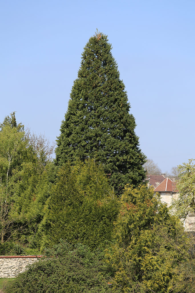 Séquoia géant à Rieux