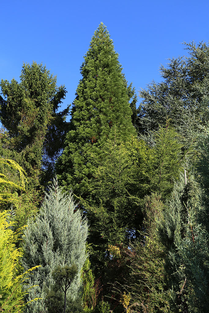 Séquoia géant à Sénarpont