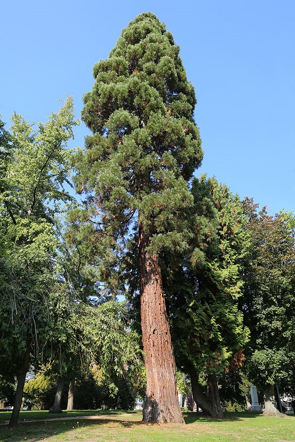 Séquoia géant à Soissons