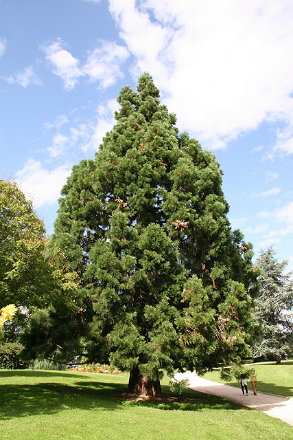 Belle circonférence pour ce séquoia du Parc Messonier ©Stéphane Sudre