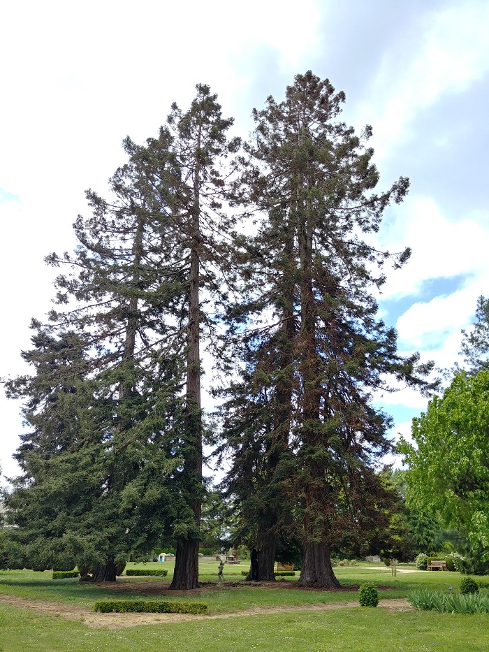 Séquoias 