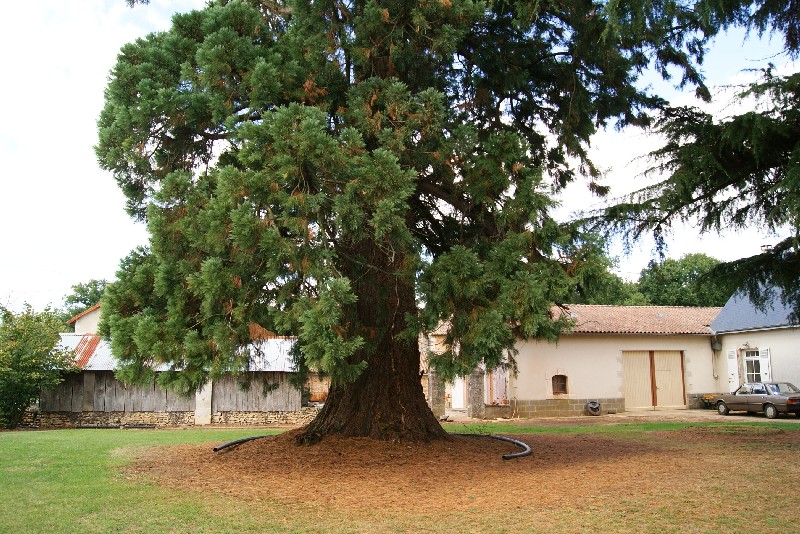 Séquoia géant à Lusignan