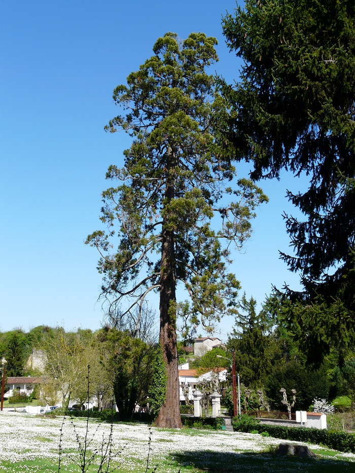 Séquoia géant à Civray