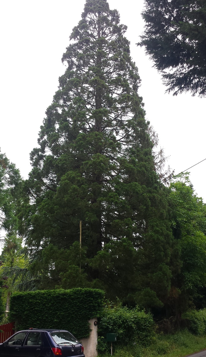 Séquoia géant à Gouex