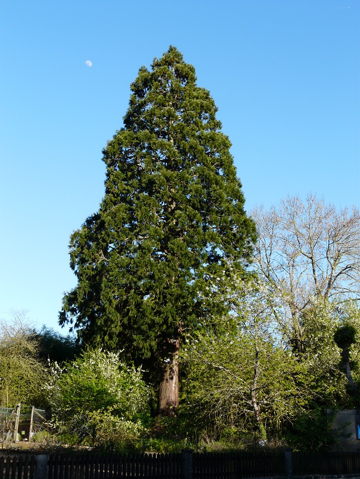 Séquoia géant à Leigne sur Fontaine