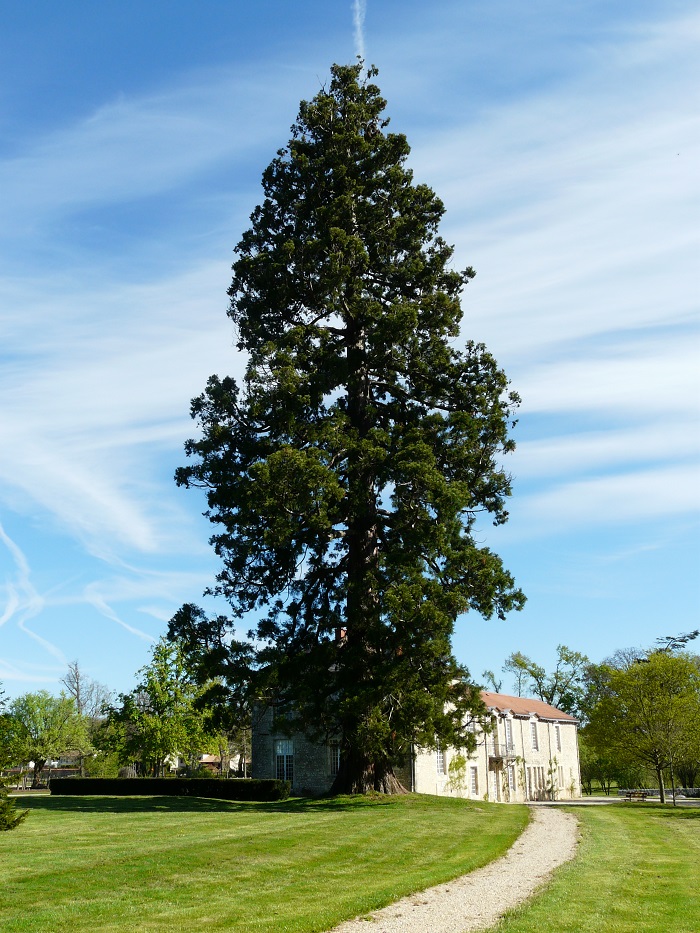 Séquoia géant à Mignaloux Beauvoir