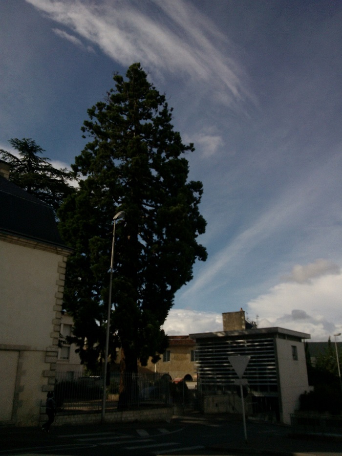 Séquoia géant à Poitiers