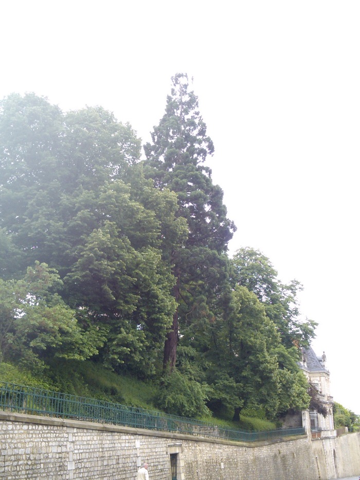 Séquoia géant à Poitiers