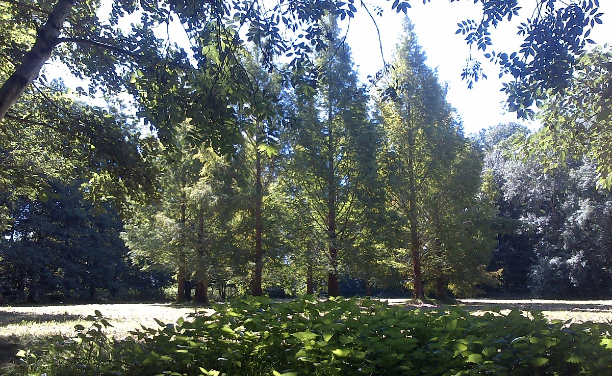 metasequoias