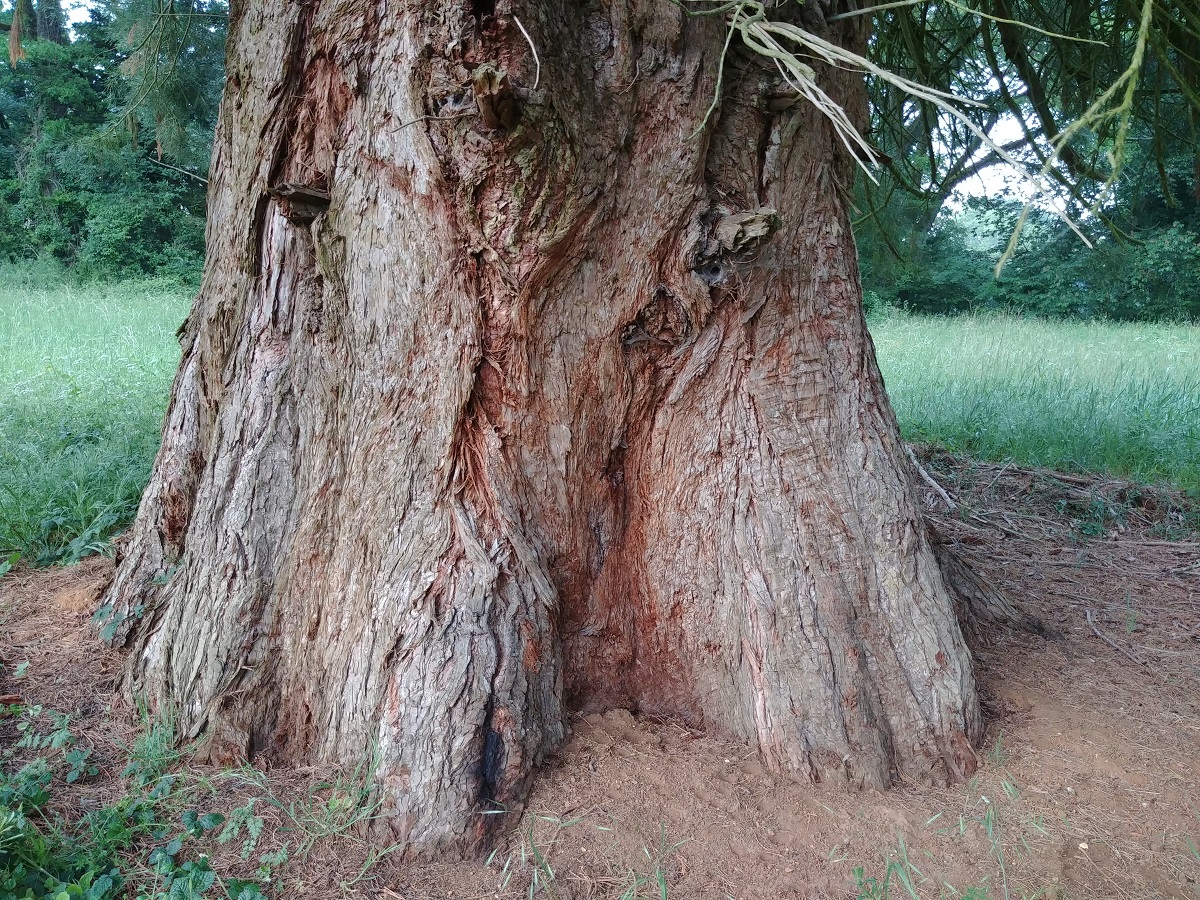 Séquoia géan