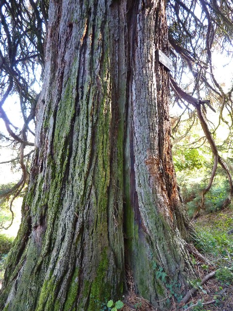 Coup de foudre sur le tronc du séquoia géant 