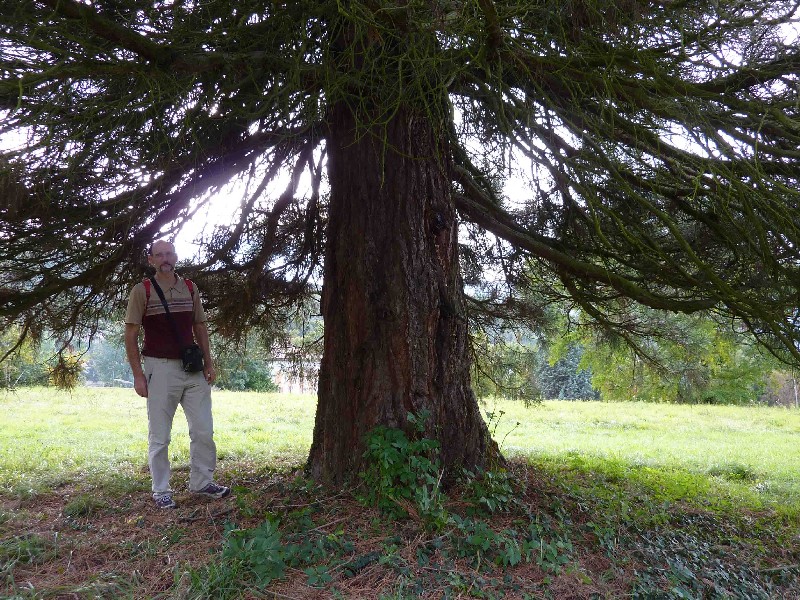 Séquoia géant de 3m25 de circonférence à Bresson