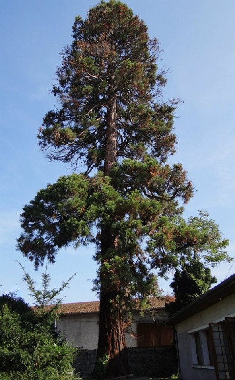 Séquoia géant rue de la Répubique