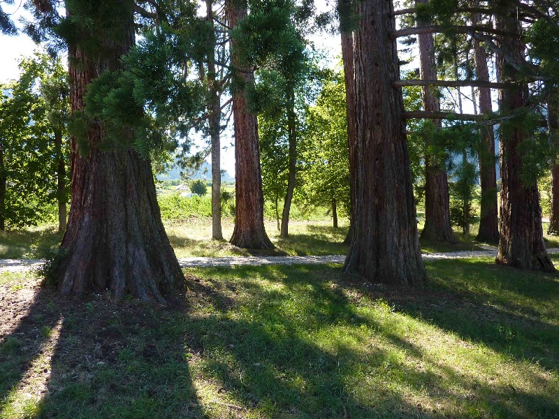 Allée de 14séquoias géants à Clelles