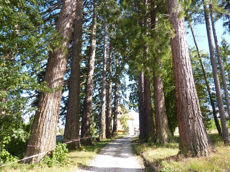 Séquoias géants à Clelles
