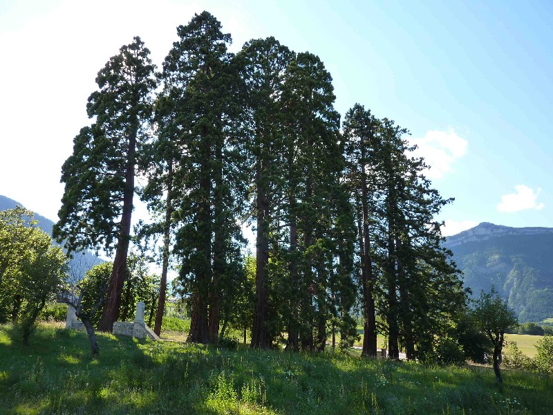 Séquoias géants à Clelles