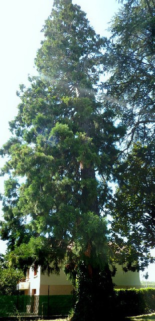 Séquoia géant à Fontaine