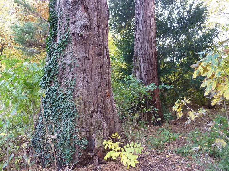 Séquoias géants à Jarrie