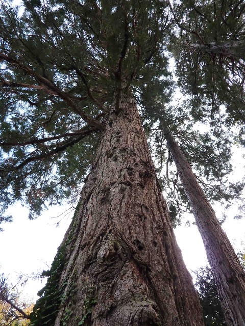 Séquoias géants 