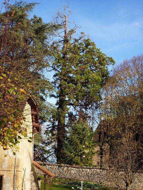Séquoia géant au Château du Bas-Cuirieux