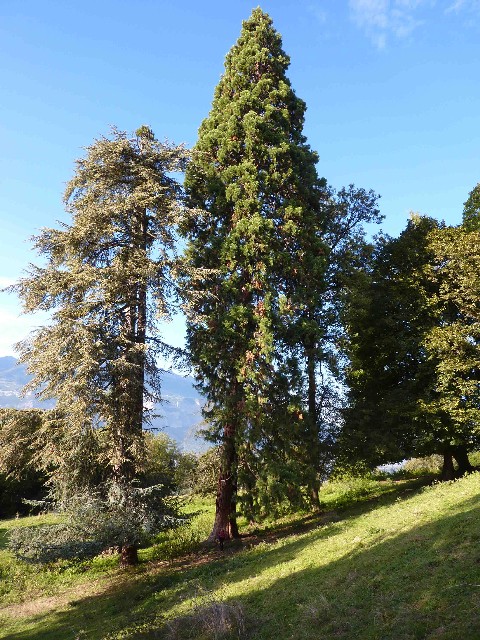Séquoia géant au Château de la Combe