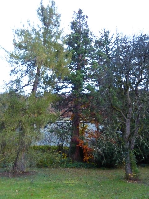 Séquoia géant à Monestier de Clermont