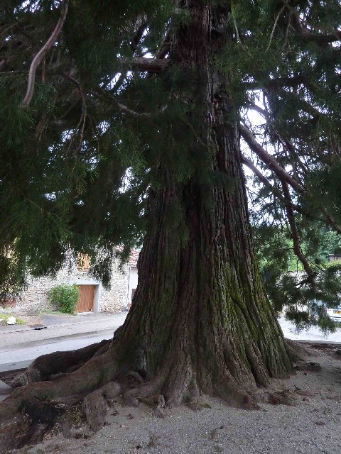 Tronc du séquoia géant de Murinais