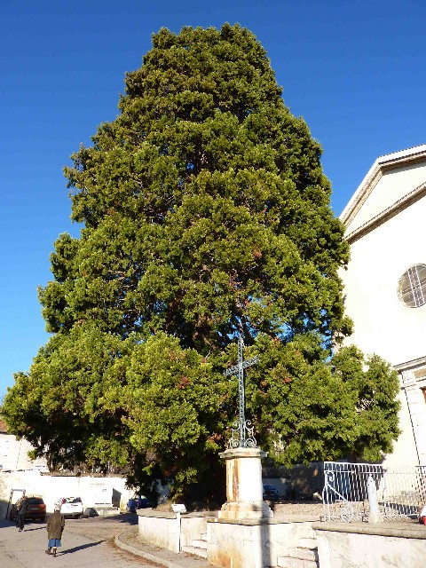 Séquoia géant à Murinais