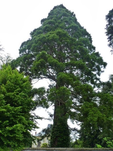 Séquoia géant à Noiretable