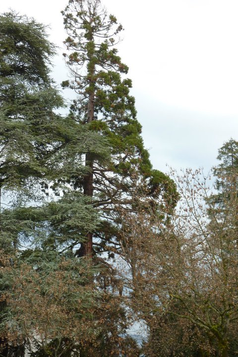 Séquoia géant à la maison des anciens