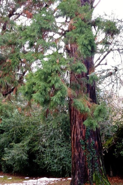 Séquoia géant 85 avenue de Savoie