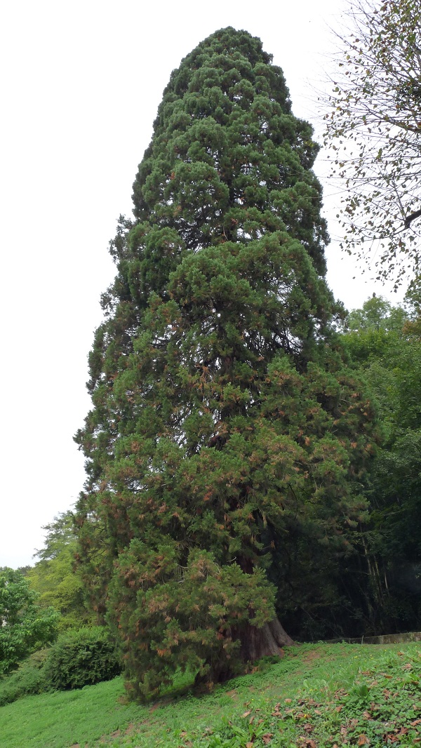 Séquoia géant à Renage