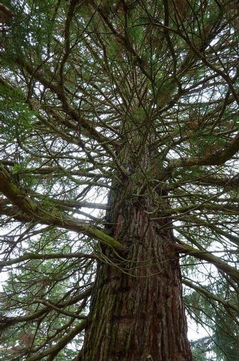 Séquoia géant à Ruy au Domaine des séquoias