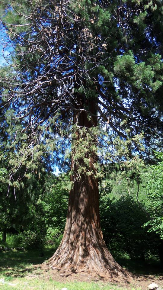 Séquoia géant à Sablières