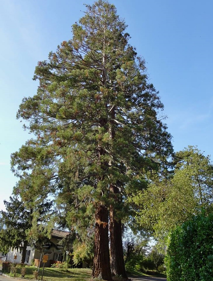 Séquoias géants à St Egrève