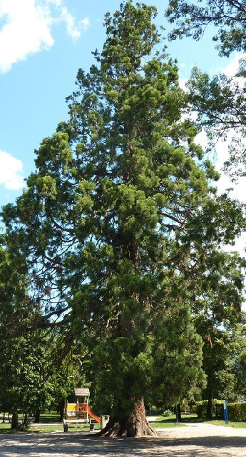 Séquoia géant à Seyssinet-Pariset
