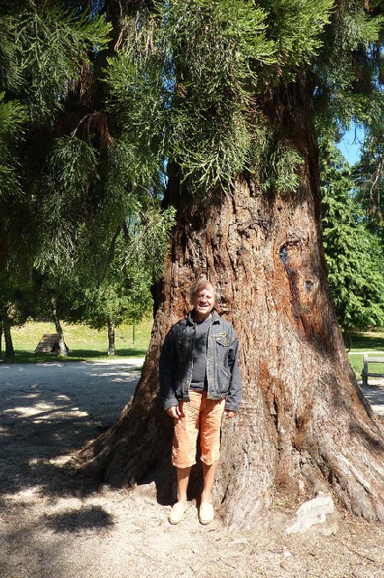 Séquoia géant à Seyssine-Pariset parc Karl Marx