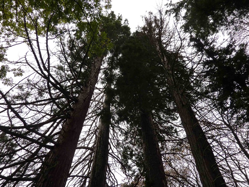Groupe de quatre séquoias géants 