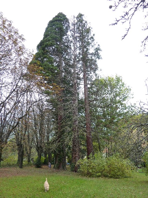 Séquoias géants à Seyssins