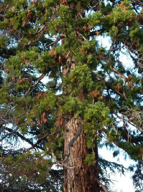 Séquoia géant à Seyssins le Haut