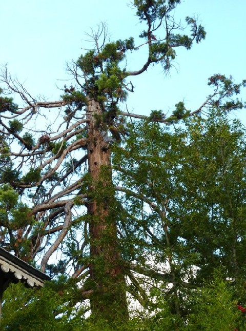 Séquoia géant à Saint Egrève