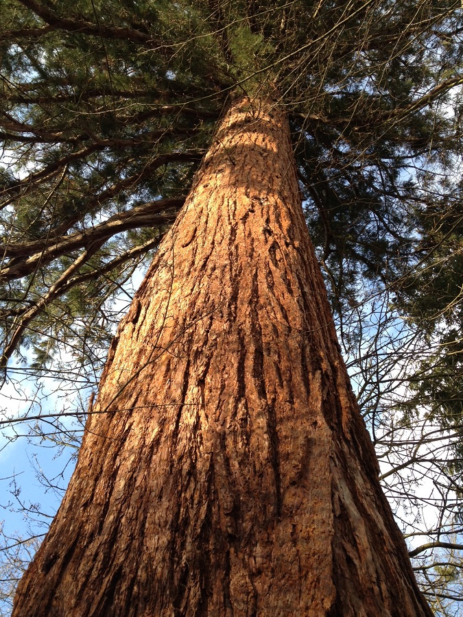 Séquoia géant à St Genis Laval