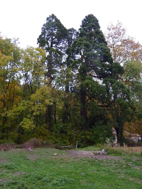 trois séquoias géants à coté de la ferme le Rossignier