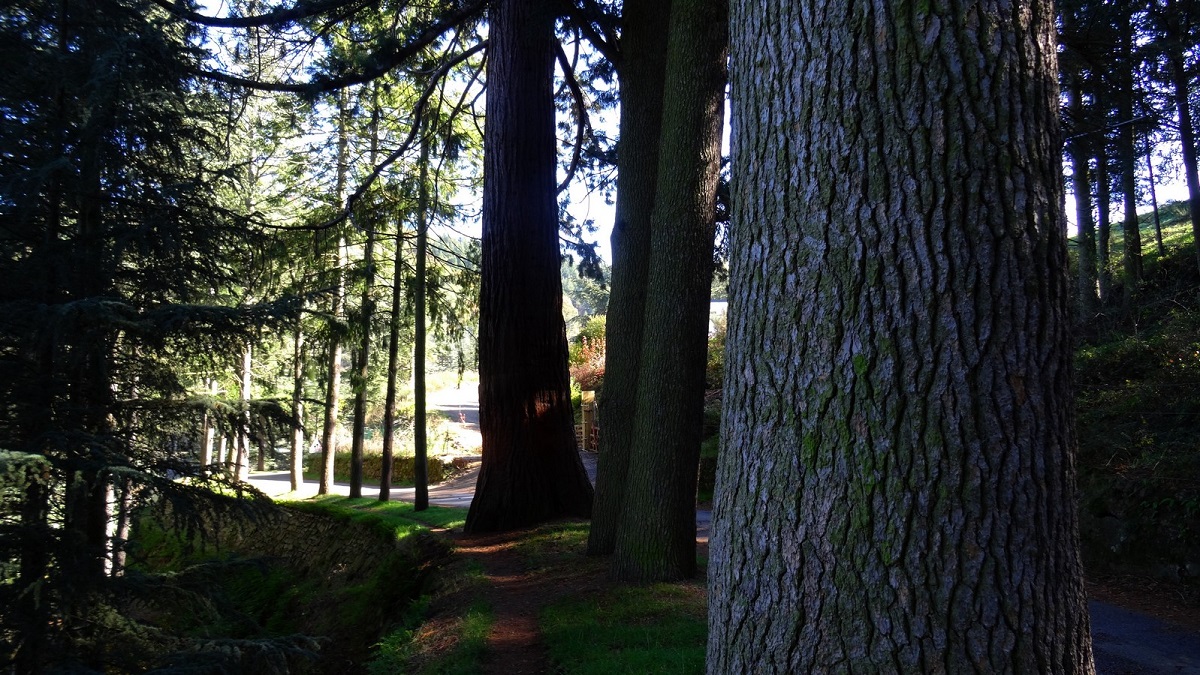 Séquoia géant à St Maecel lès Annonay