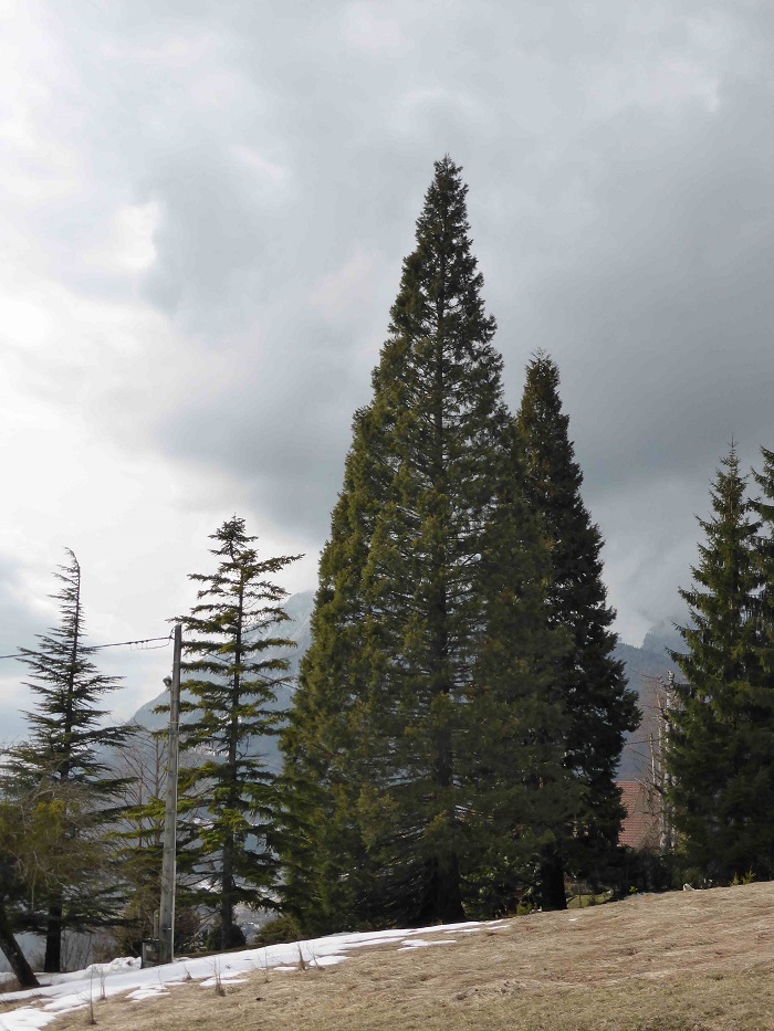Séquoias géants à Thyez
