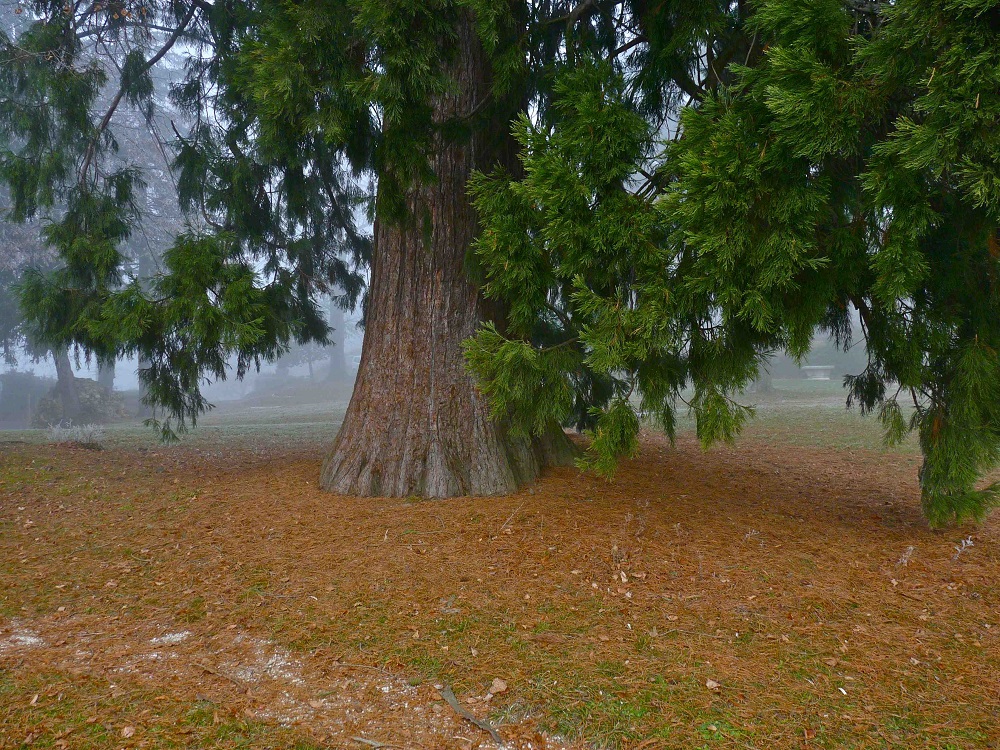 Séquoia géant à Vetraz Monthoux