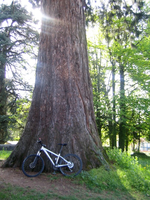 Séquoia géant au lycée Ferdinand Buisson