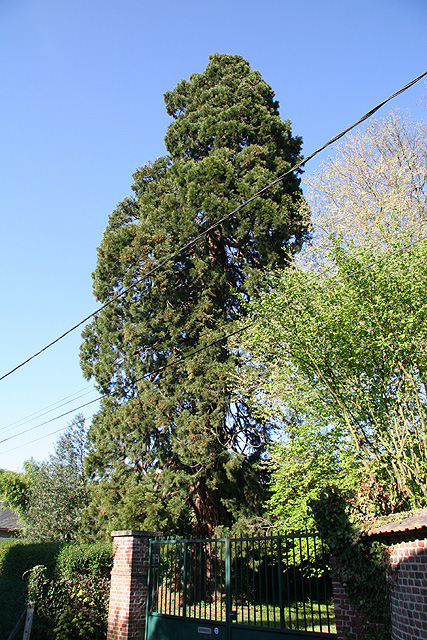 Séquoia géant  Romilly-sur-Andelle ©Stéphane Sudré