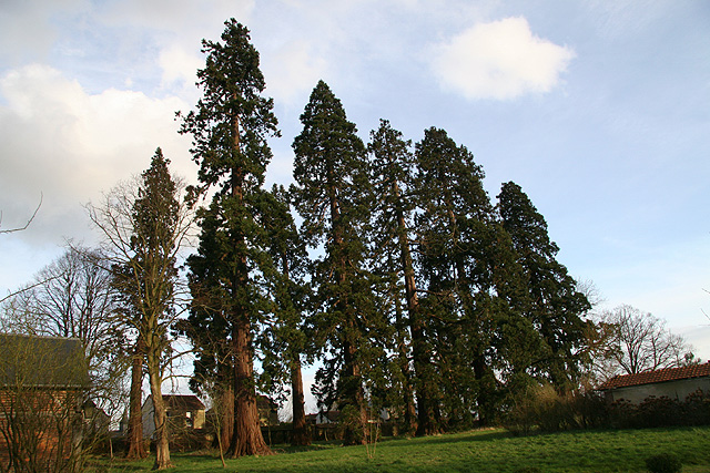 Superbe alle de séquoias géants  Roncherolles-sur-le-Vivier ©Stéphane Sudré