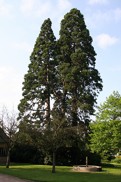 Séquoias géant au Jardin des Plantes, Rouen ©Stéphane Sudré